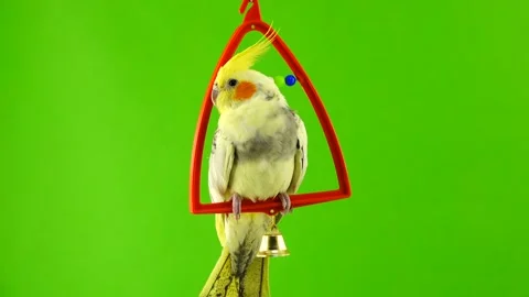 Corella parrot isolated on green screen Video stock 101155283