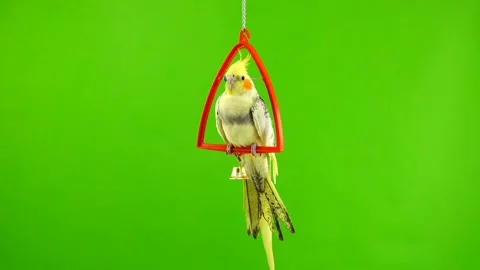 Corella parrot isolated on green screen Stock Footage 101155325