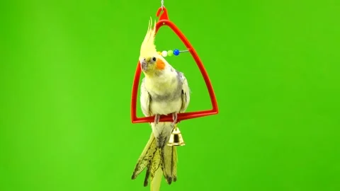Corella parrot isolated on green screen Stock Footage 101155577