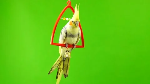 Corella parrot isolated on green screen Stock Footage 101156196
