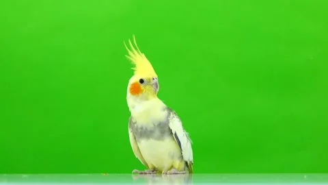 Corella parrot isolated on green screen Stock Footage 101166386
