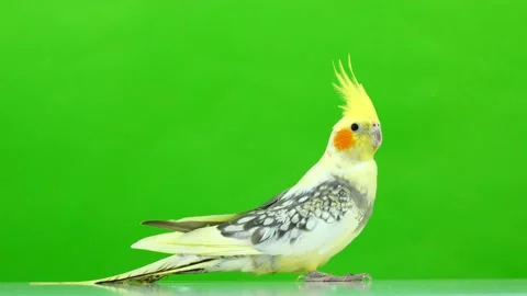 Corella parrot isolated on green screen Stock Footage 101166391