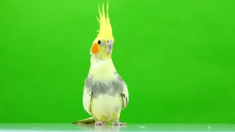 Corella parrot isolated on green screen Stock Footage 101166861