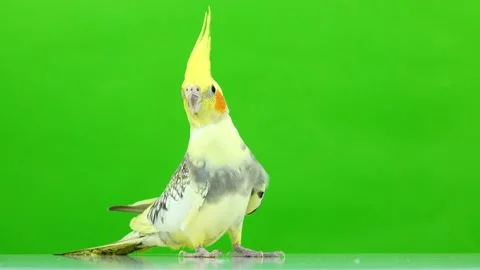 Corella parrot isolated on green screen Stock Footage 101166943