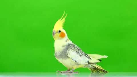 Corella parrot isolated on green screen Stock Footage 101167406
