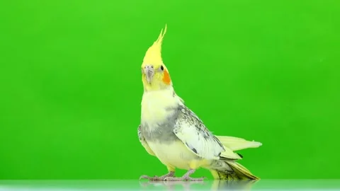 Corella parrot isolated on green screen Stock Footage 101167917
