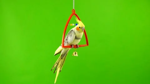 Corella parrot isolated on green screen Stock Footage 101168109