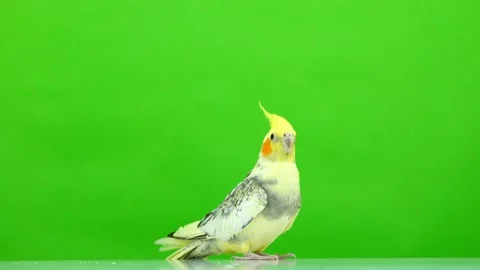 Corella parrot isolated on green screen Stock Footage 101168329