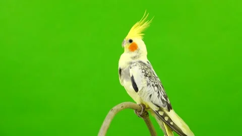 Corella parrot isolated on green screen Stock Footage 101168615
