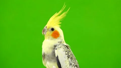 Corella parrot isolated on green screen Stock Footage 101168640