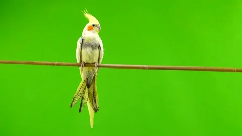 Corella parrot isolated on green screen Stock Footage 101169176
