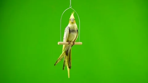 Corella parrot isolated on green screen Stock Footage 101169348