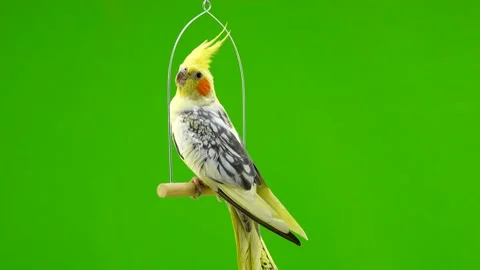 Corella parrot isolated on green screen Stock Footage 101169364