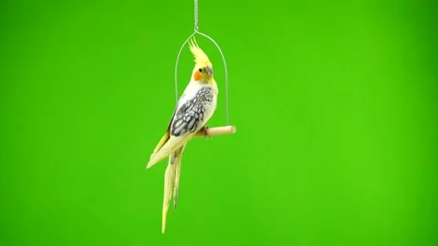 Corella parrot isolated on green screen Stock Footage 101169532