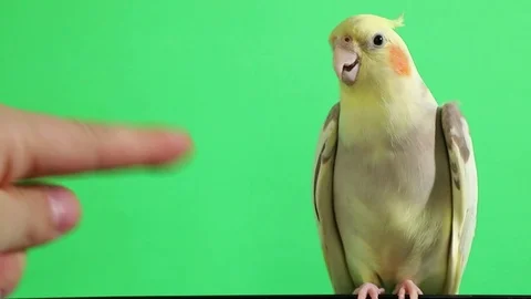 Corella parrot isolated on green screen Stock Footage 126724610