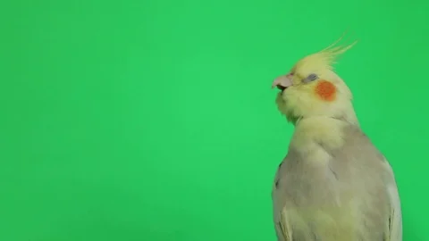 Corella parrot isolated on green screen Stock Footage 126724639