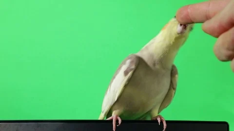 Corella parrot isolated on green screen Stock Footage 126724640