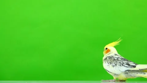 Corella parrot moves along the screen on a green screen 스톡 동영상 101162718