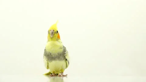Corella parrot moves on white screen Stock Footage 101165282