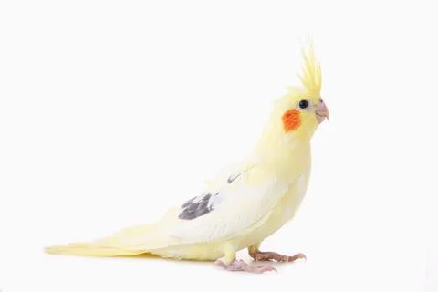 A Corella parrot with red cheeks and long feathers. Stock Photos