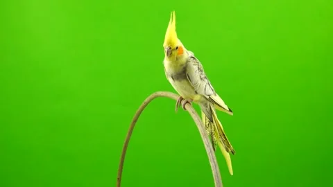 Corella parrot rotates along the camera isolated on green screen Stock Footage 101162266