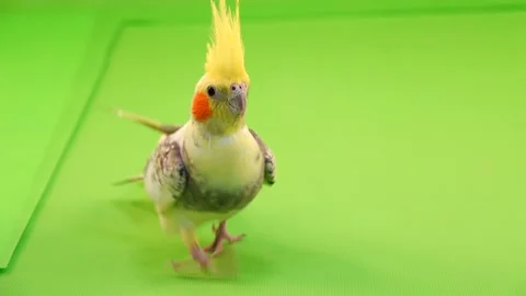 Corella parrot runs along the path to the camera on a green screen. Stock Footage 101156974