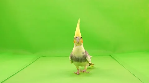 Corella parrot runs along the path to the camera on a green screen. Stock Footage 101157671