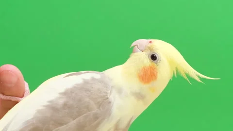 Corella parrot sits on a green background. Yellow parrot. Vertical video Stock Footage 259571467