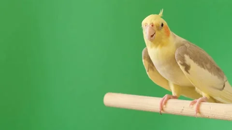 Corella sitting on an isolated chromakey background. A tropical bird as a pet Stock Footage 233128095
