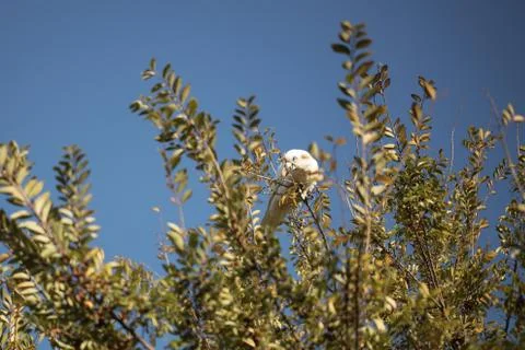 Corella in a tree Stock Photos