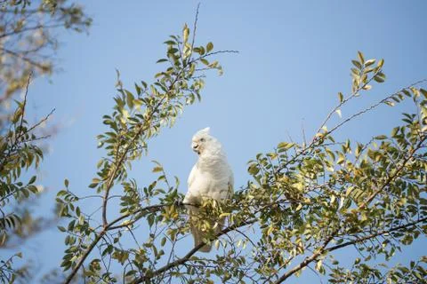 Corella in a tree Stock Photos