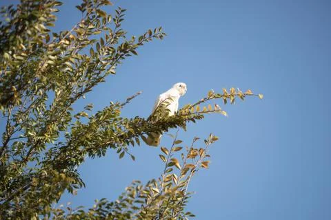 Corella in a tree Stock Photos