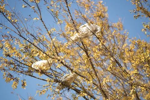 Corellas in an autumn tree Stock Photos