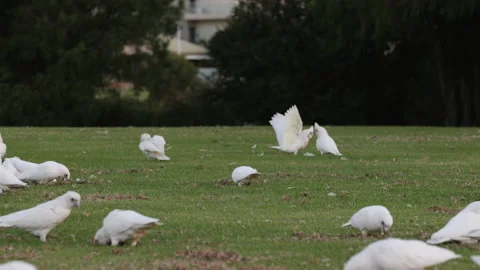 Corellas feast in grass of park as some battle each other Stock-Footage 204018392