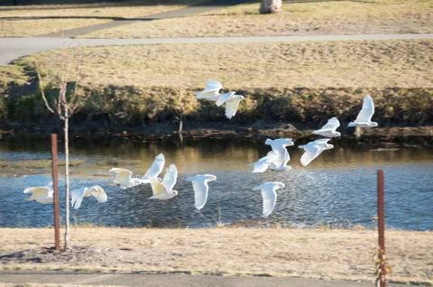Corellas in Flight Stock Photos