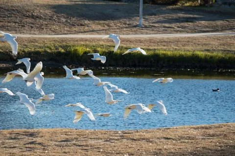 Corellas in Flight Stock Photos