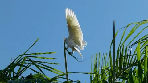 Corellas at play 1 스톡 동영상 11350029