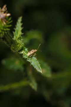 Coreoidea beetle or leaf footed bug, tiny invertebrate insect on green leaf Stock Photos