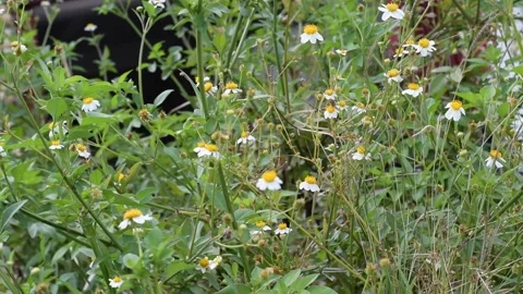 Coreopsis alba Flowers Stock Footage 237157015