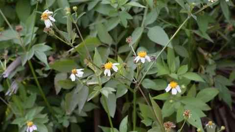 Coreopsis alba Stock Footage 237157088
