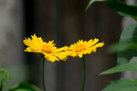 Coreopsis Duo Stock-Fotos