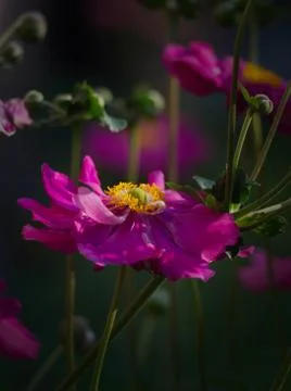 Coreopsis flower Stock Photos