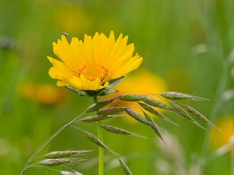 Coreopsis flower with some type of tall grass Foto stock