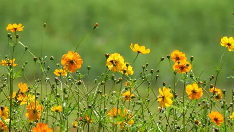 Coreopsis flowers blowing in the wind. Stock Footage 250494920
