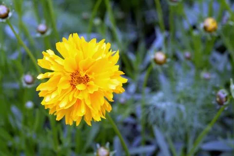 Coreopsis flowers Foto stock