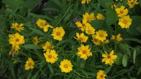 Coreopsis Stock Footage 90694159