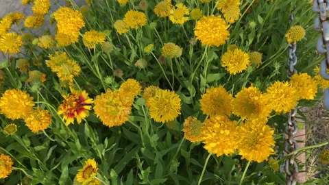 Coreopsis grandiflora, large-flowered tickseed flowers Stock-Footage 295437677