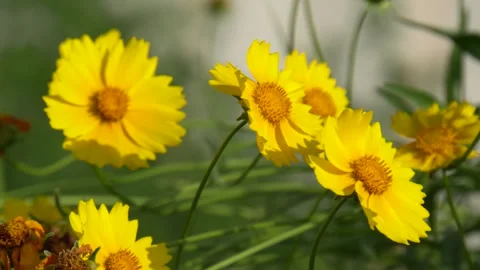 Coreopsis lanceolata Stock Footage 243084332