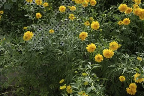 Coreopsis lanceolata 'Sterntaler' a summer flowering plant with yellow Stock Photos