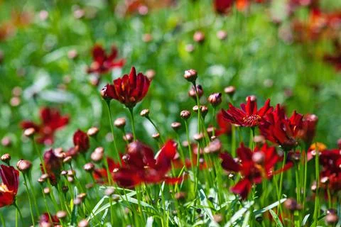 Coreopsis Limerock Ruby (Tickseed) red flowers blooming in the garden Stock Photos